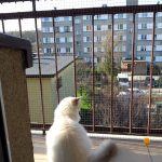 Siatki i zabezpieczenia