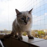Siatki na balkon dla kota, przeci ptakom